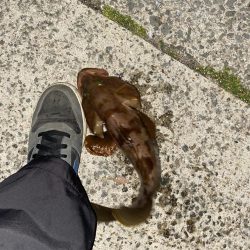 アジメバリングなつもりが…