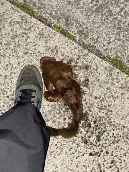 アジメバリングなつもりが…