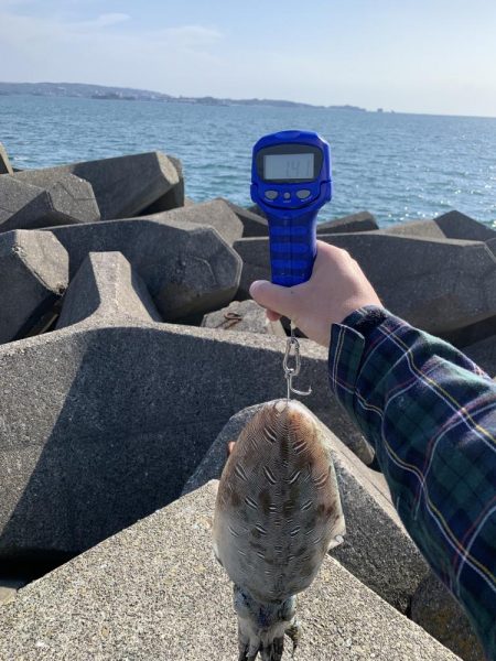 本命ではないけど…