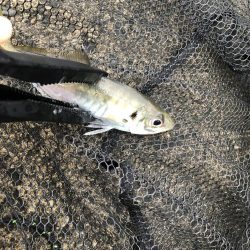 夕マヅメ アジング