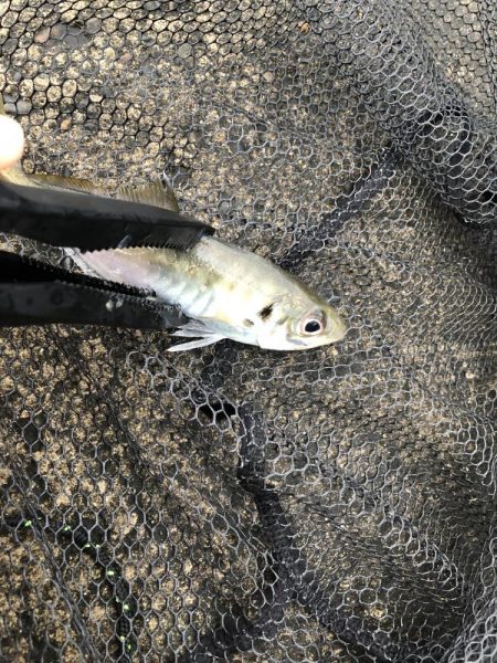 夕マヅメ　アジング