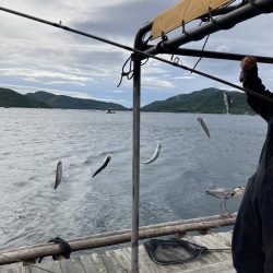 ウチの海　イカダでイワシ