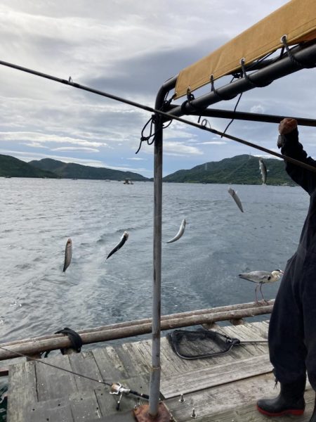 ウチの海　イカダでイワシ