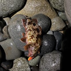 シーバスはお留守