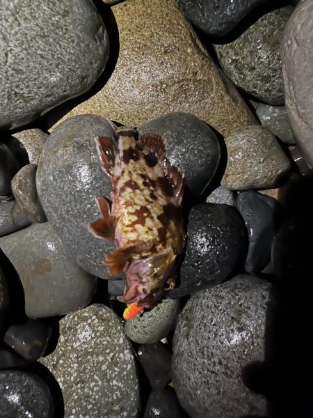 シーバスはお留守