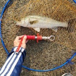 シーバス40cm シーズン前の一匹