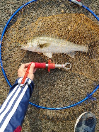 シーバス40cm シーズン前の一匹