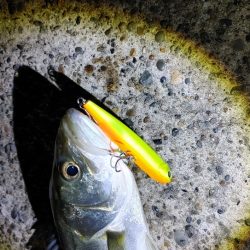 8か月ぶりのシーバスは爆釣でした