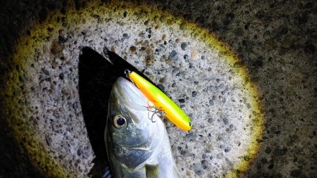 8か月ぶりのシーバスは爆釣でした