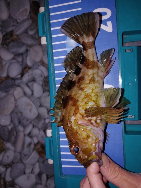 穴釣り、フロートリグ