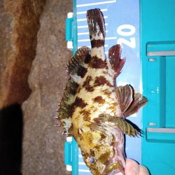 ストップアンドゴーでガシラ、メバル