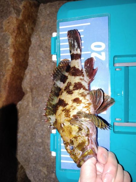 ストップアンドゴーでガシラ、メバル