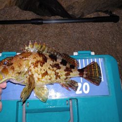 ストップアンドゴー！