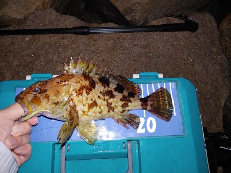 ストップアンドゴー！