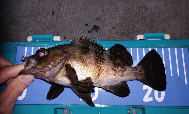 メバル自己最多！