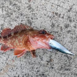 ウツボとアカカサゴとスレまくったスズキさん