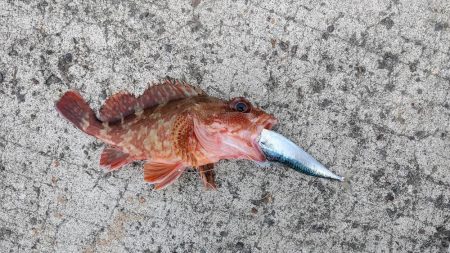 ウツボとアカカサゴとスレまくったスズキさん…