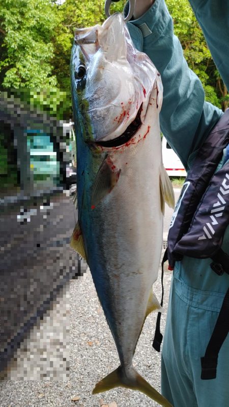 跳ねてるのはスズキなのに何故かブリ釣れたｗ…