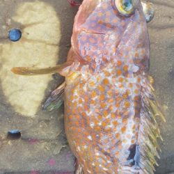 巻き巻きネギング