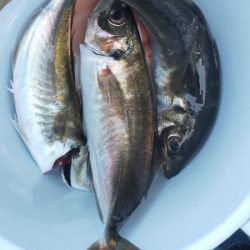 余裕の尺オーバー