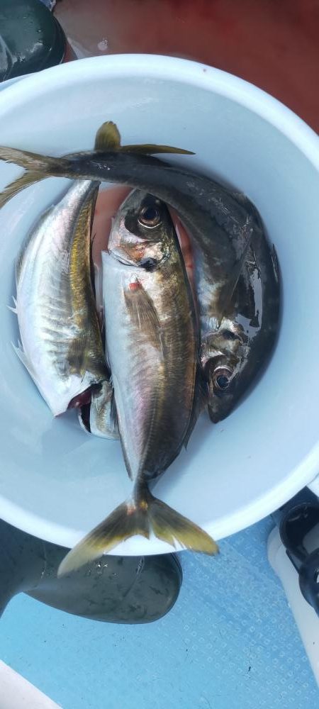 余裕の尺オーバー