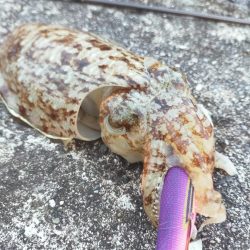 コウイカばかり