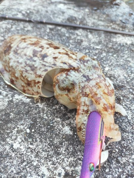 コウイカばかり