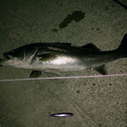 今年初シーバス