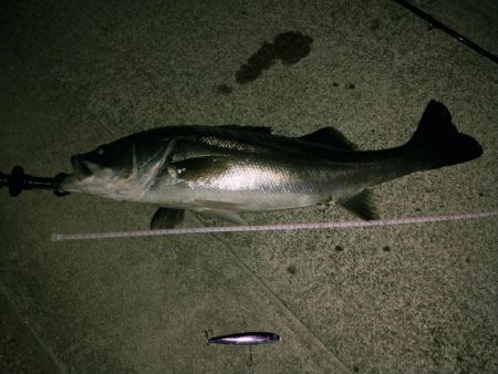 今年初シーバス