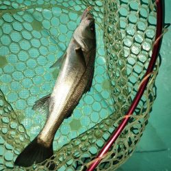 ３度目のボートメバルも爆釣！