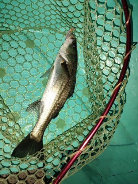 ３度目のボートメバルも爆釣！