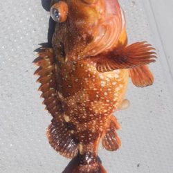 多魚種