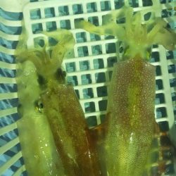 シロイカ調査 大剣ゲット