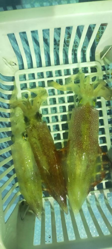 シロイカ調査　大剣ゲット