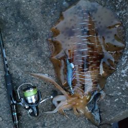 #アオリイカ2Kgアップ