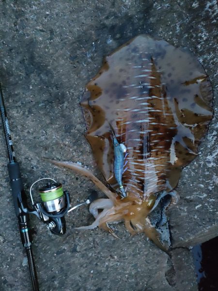 #アオリイカ2Kgアップ