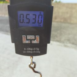 今日もコウイカ