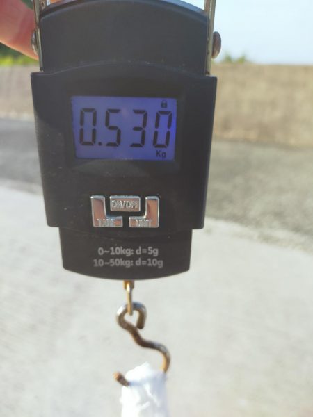 今日もコウイカ