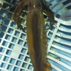 最後にラッシュ