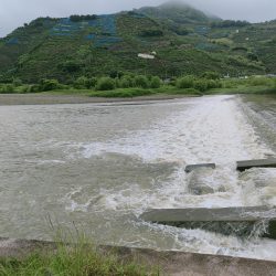 今年初マルスズキ