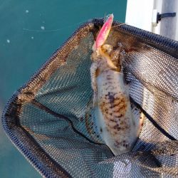 今期初ボートエギング