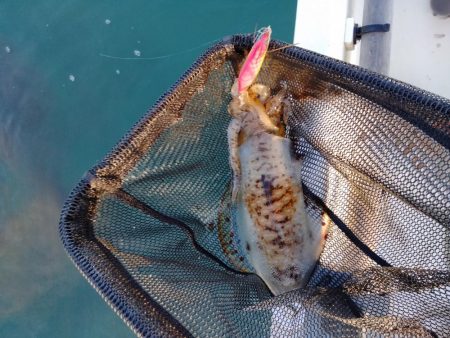 今期初ボートエギング