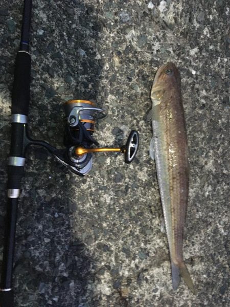 ナブラ撃ちで！