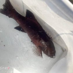 当たったブラクリでカンダイゲット!