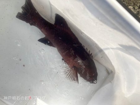 当たったブラクリでカンダイゲット!