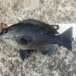 グレ＆メバル！