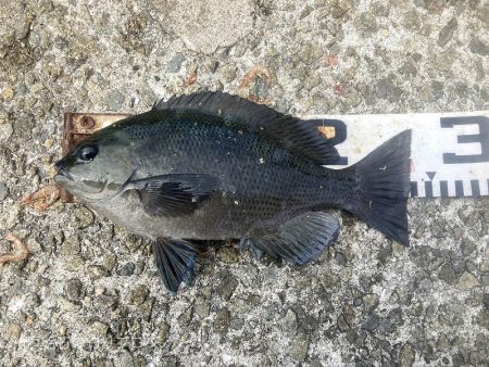 グレ＆メバル！