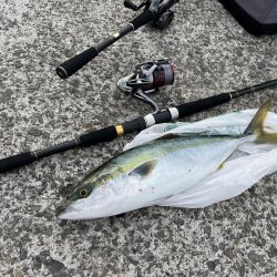 念願の初ハマチ！！！