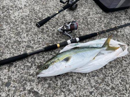 念願の初ハマチ！！！