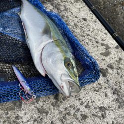 ハマチ　57cm !!　青物シーズンイン！？